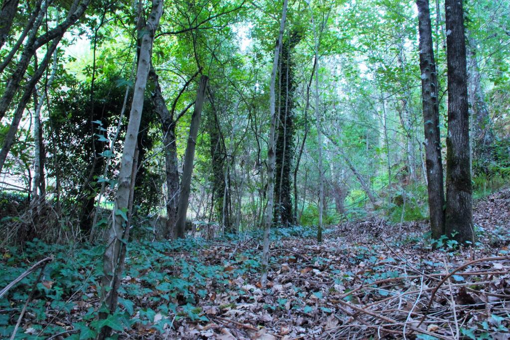 Eco Camping Juncal Hotel Marco de Canaveses Luaran gambar